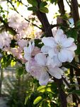 春日绽放的娇艳白色花朵 海棠