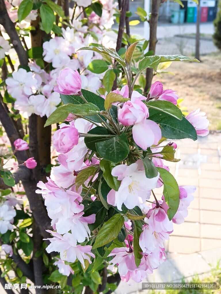 海棠花