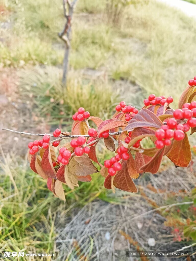 忍冬 红果