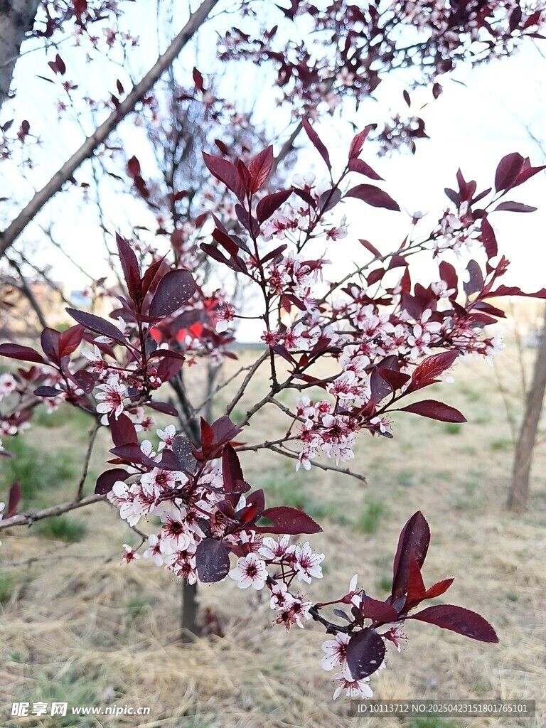 紫叶 矮樱