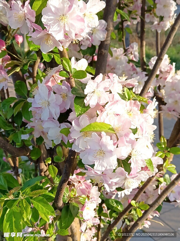 西府海棠花