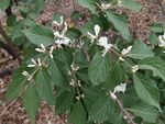 绿叶间绽放的白色小花  忍冬花
