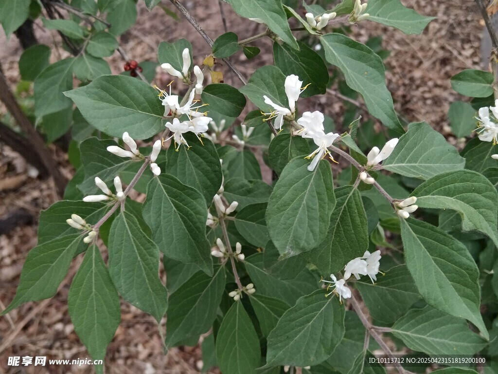 绿叶间绽放的白色小花  忍冬花