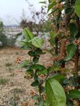 落花 海棠花