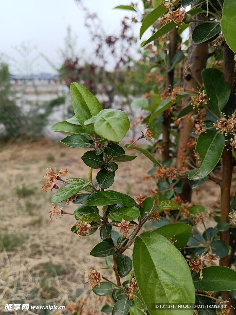 落花 海棠花