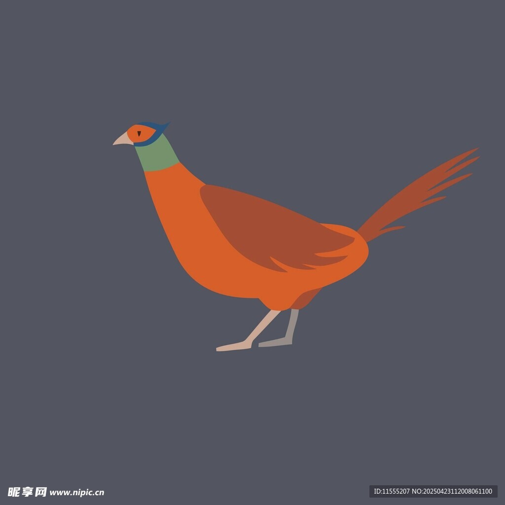 橙色雉鸡插画