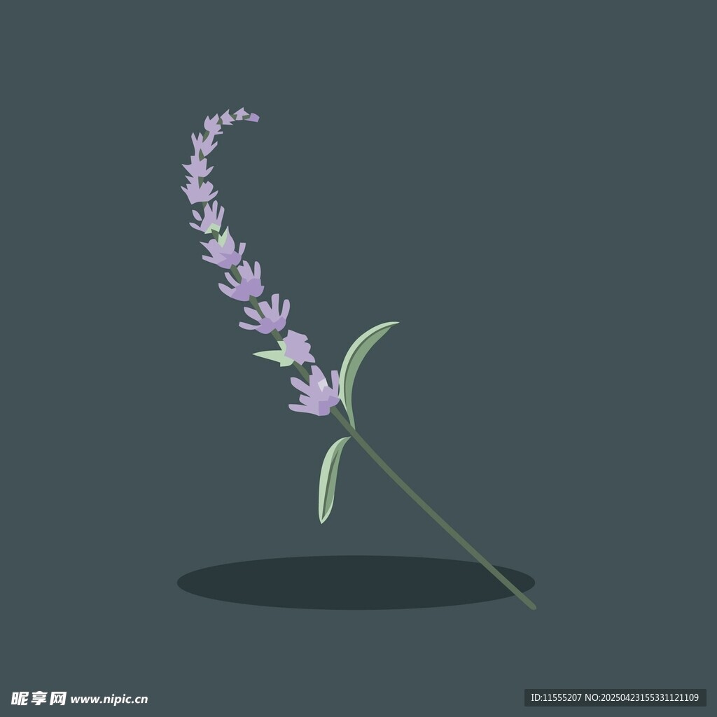 一枝淡紫色薰衣草插画