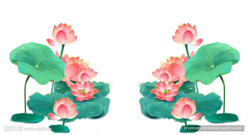 免扣荷花