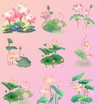 免扣荷花