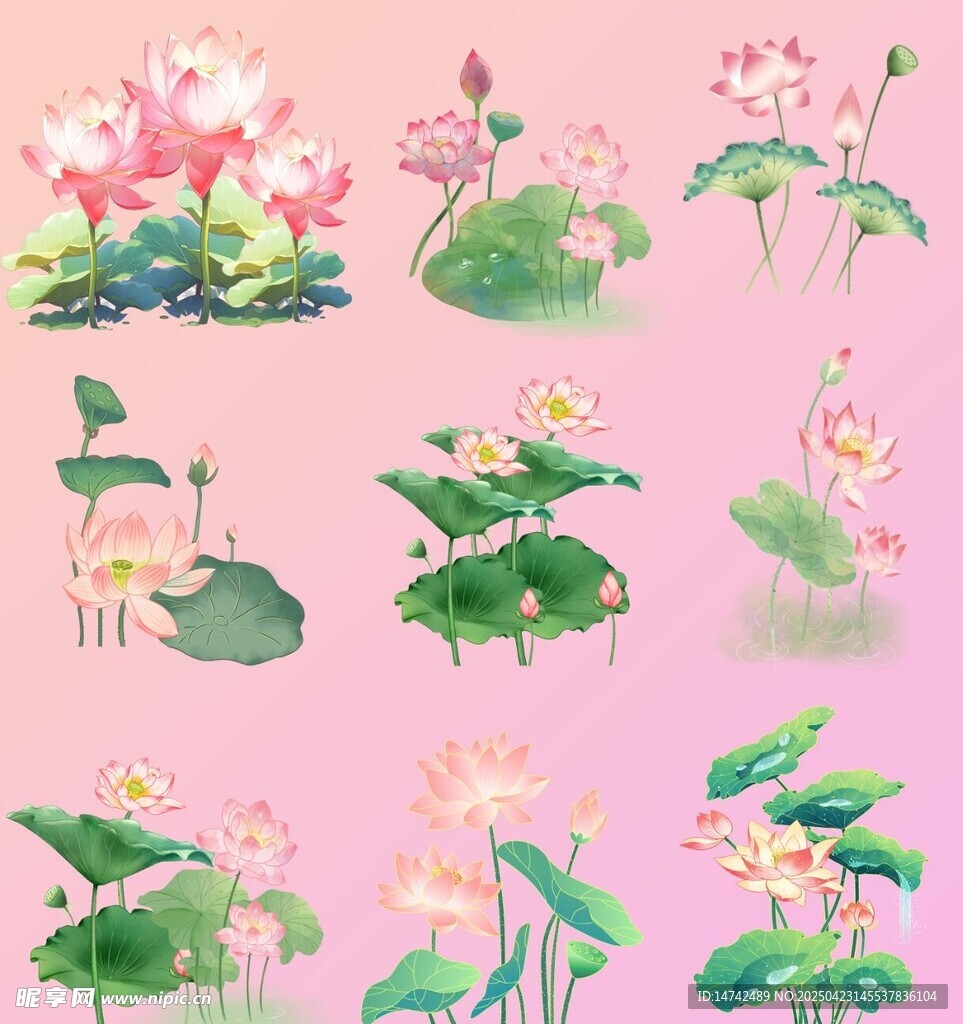 免扣荷花