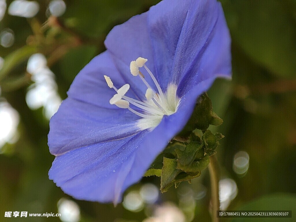牵牛花