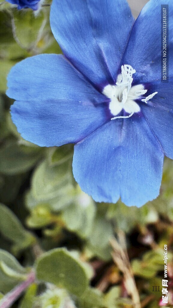 蓝星花