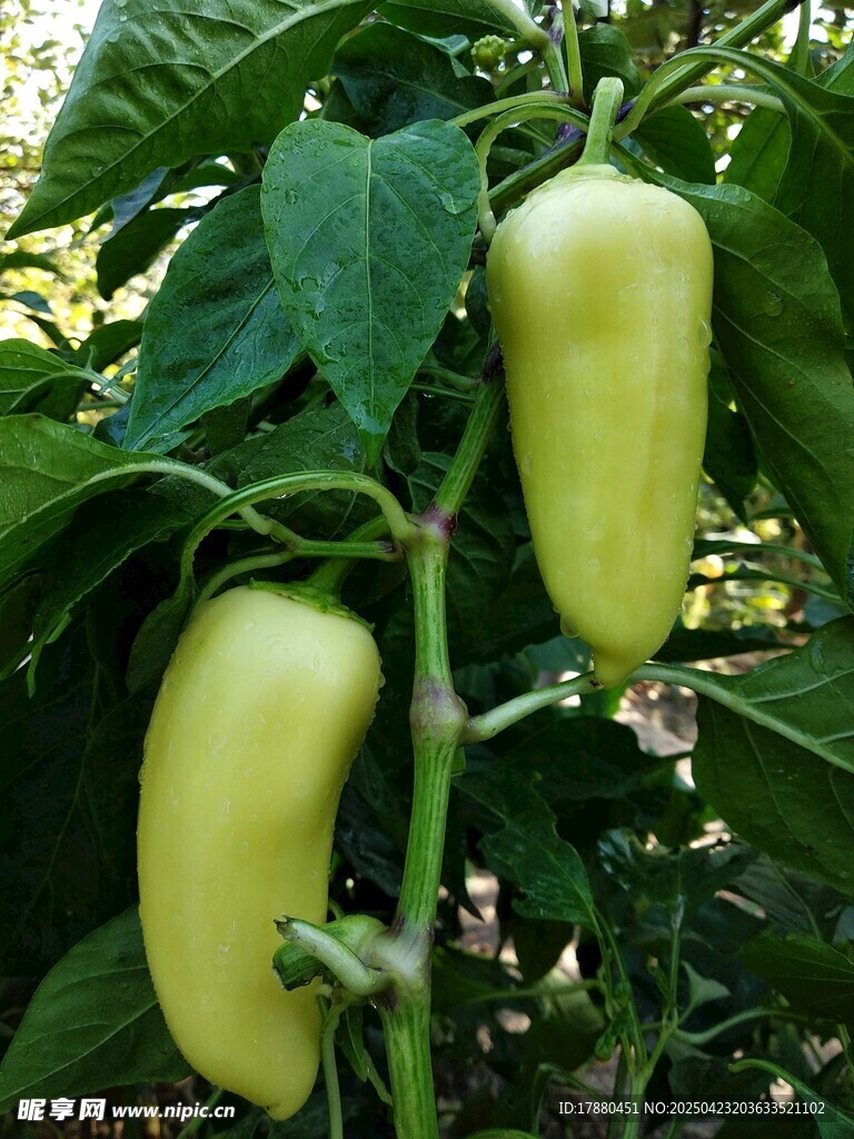 青椒