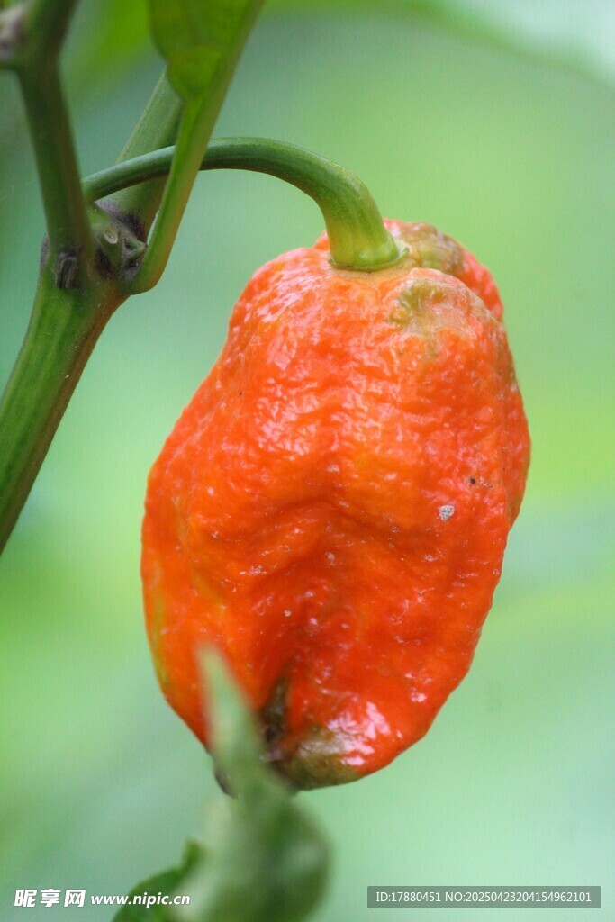 红辣椒