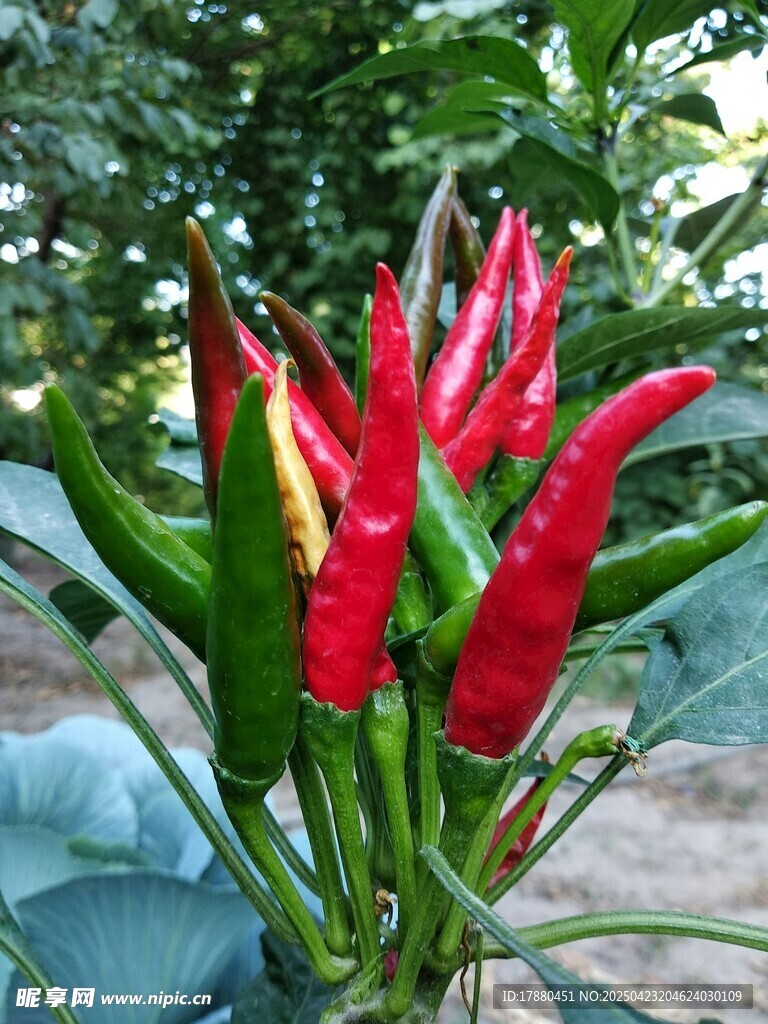 红椒