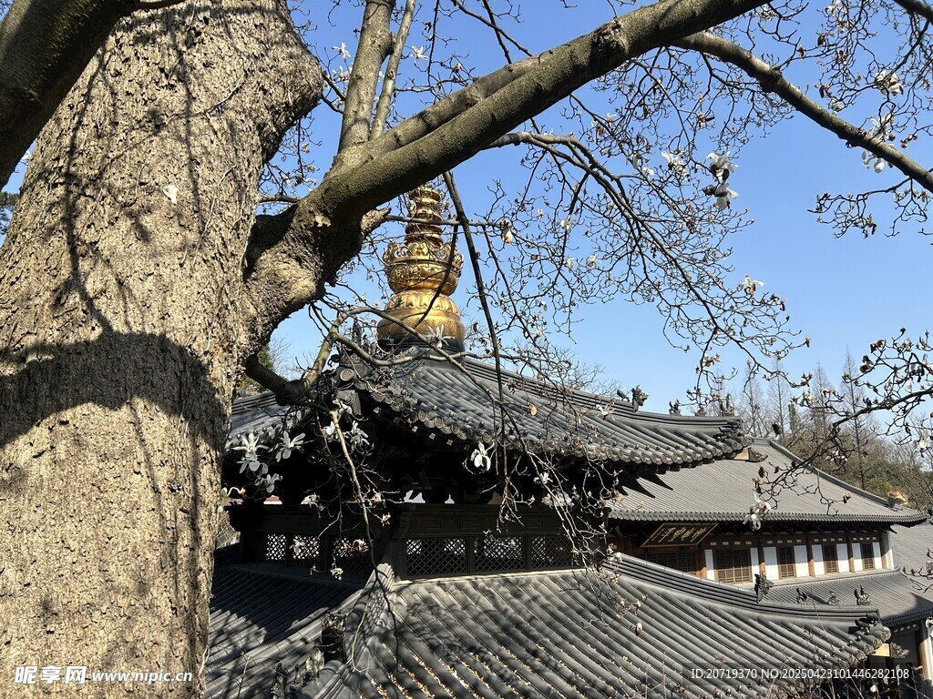 古树下的中式传统建筑