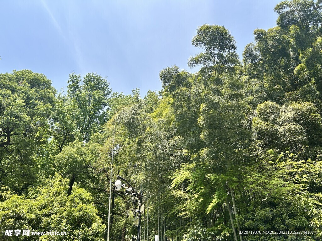 夏日葱郁山林美景