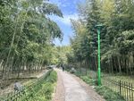 竹林间的清幽小路