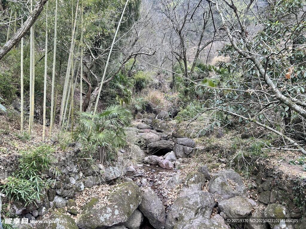 山林间的潺潺溪流