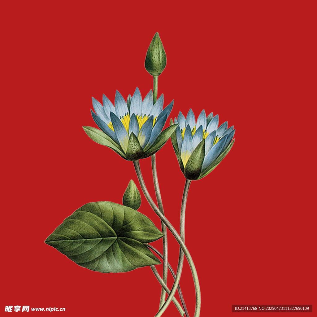 红色背景下的蓝花绿植