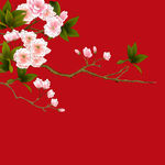 红底粉樱花枝俏