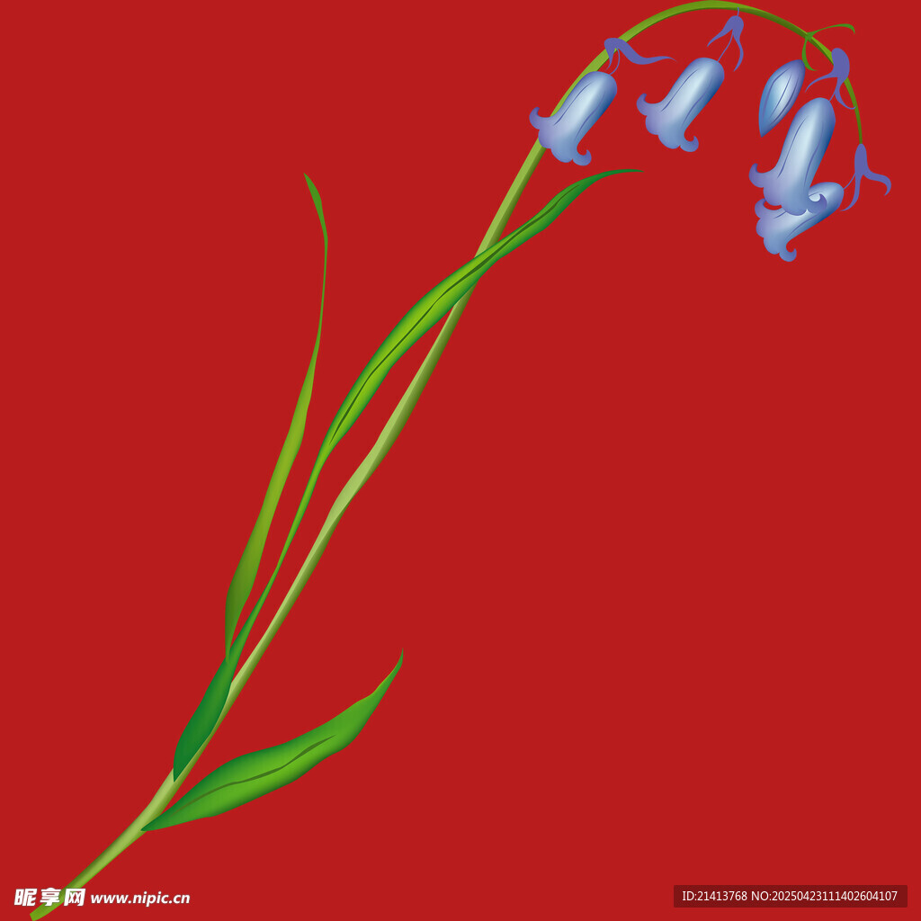 红色背景下的蓝铃花