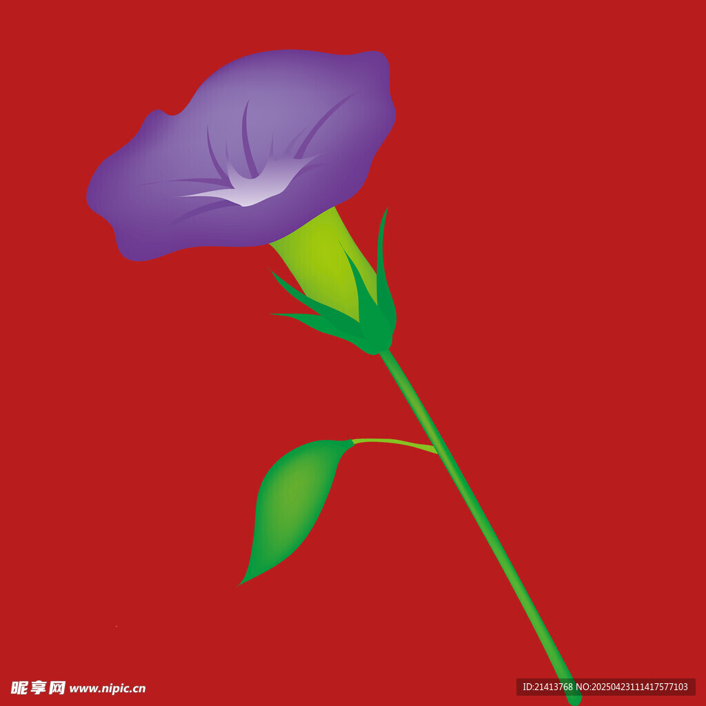 紫色牵牛花