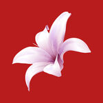 优雅白百合花