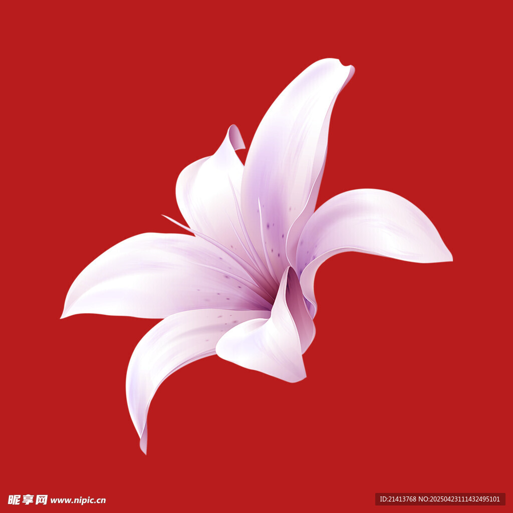 优雅白百合花