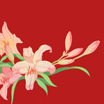 粉色百合花