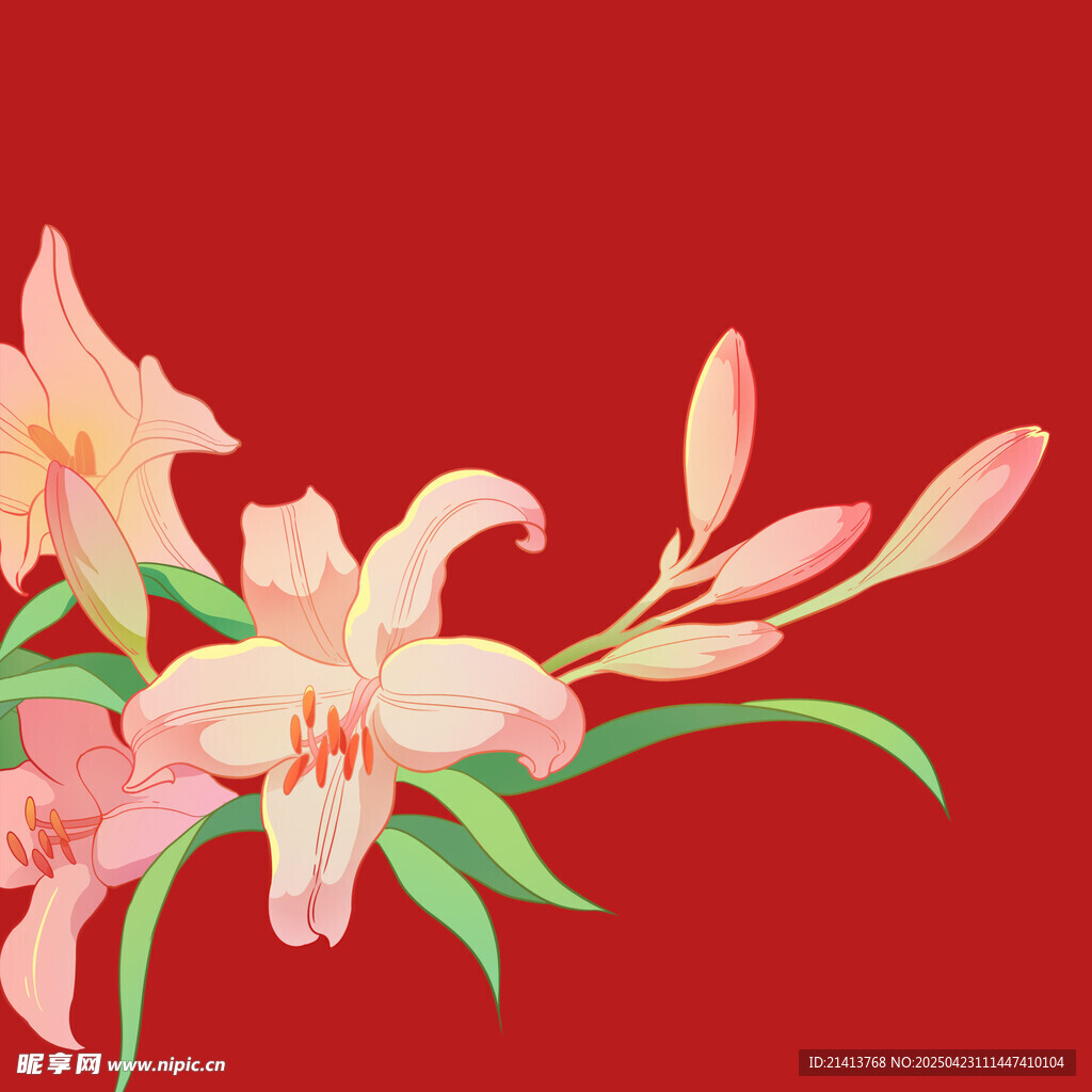 粉色百合花