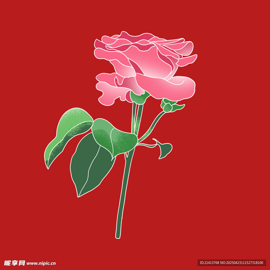 粉色玫瑰插画