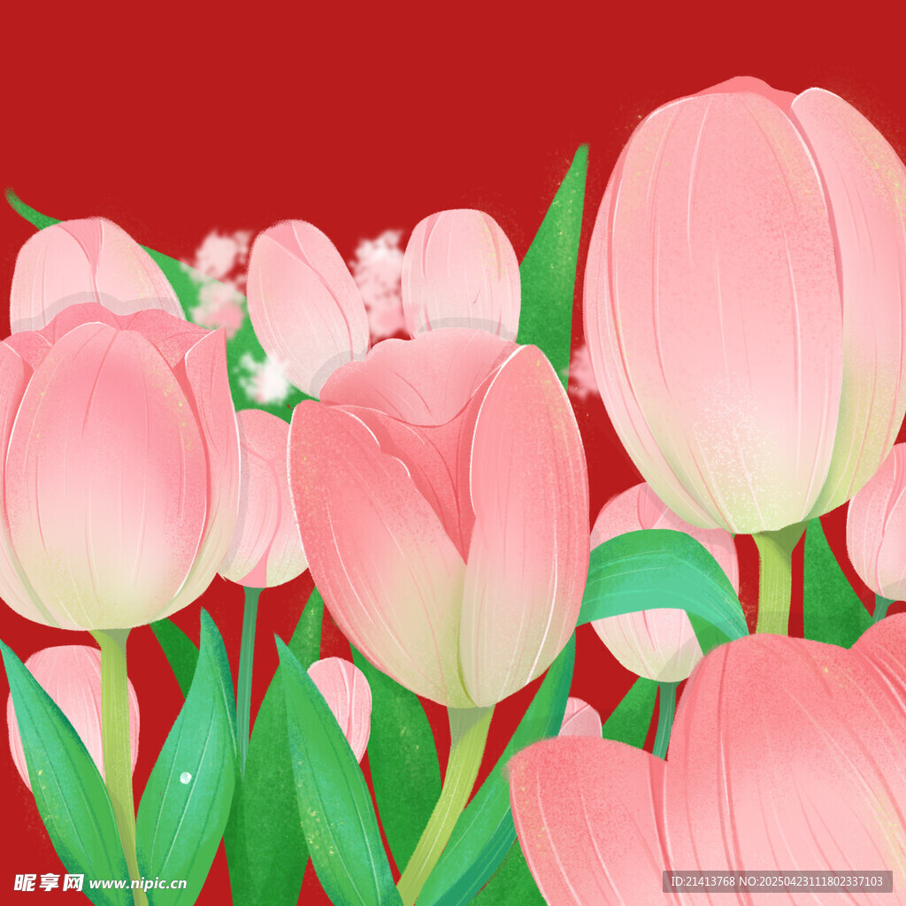 粉色郁金香花