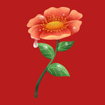 娇艳花朵