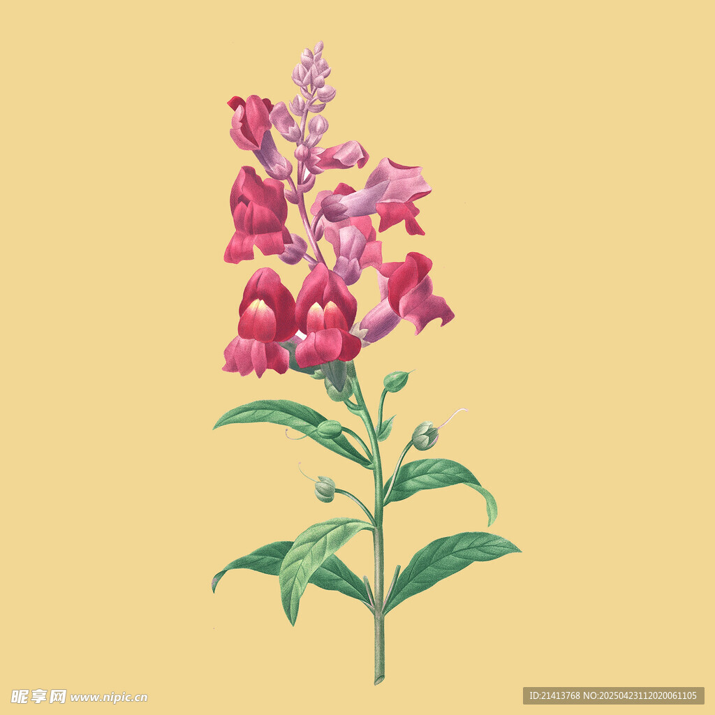 手绘粉色花卉