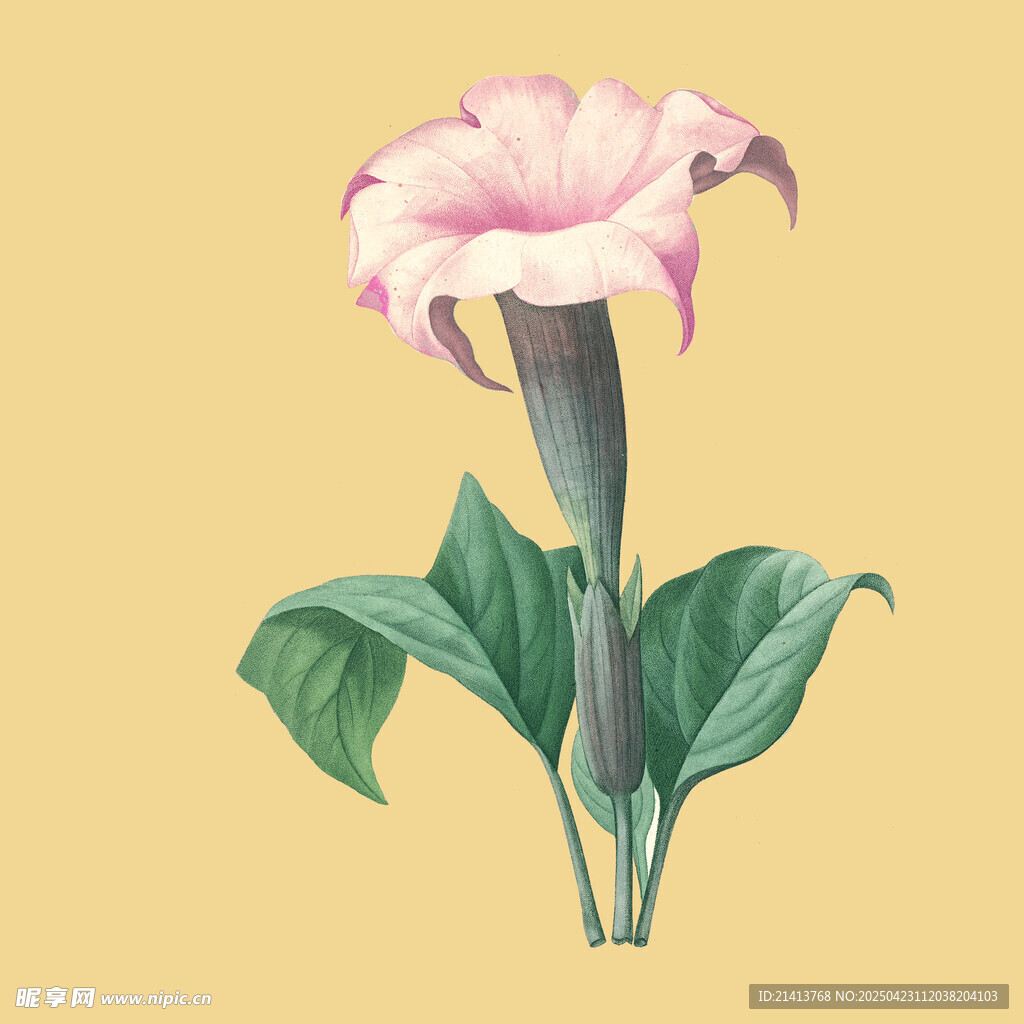 粉色曼陀罗花朵插画