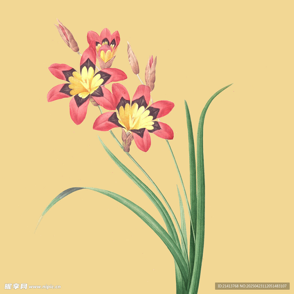 绽放的粉色花卉插画