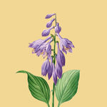 紫色风铃花插画