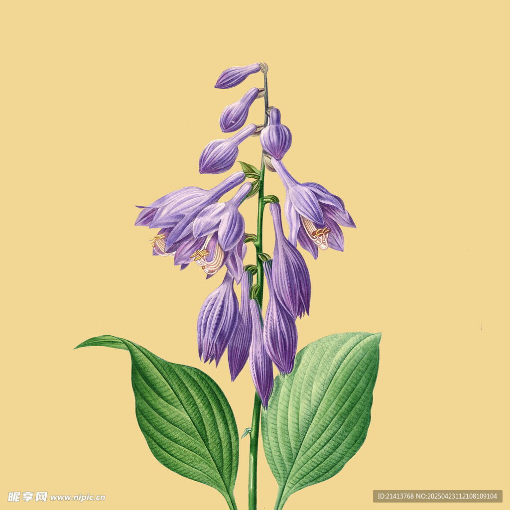 紫色风铃花插画