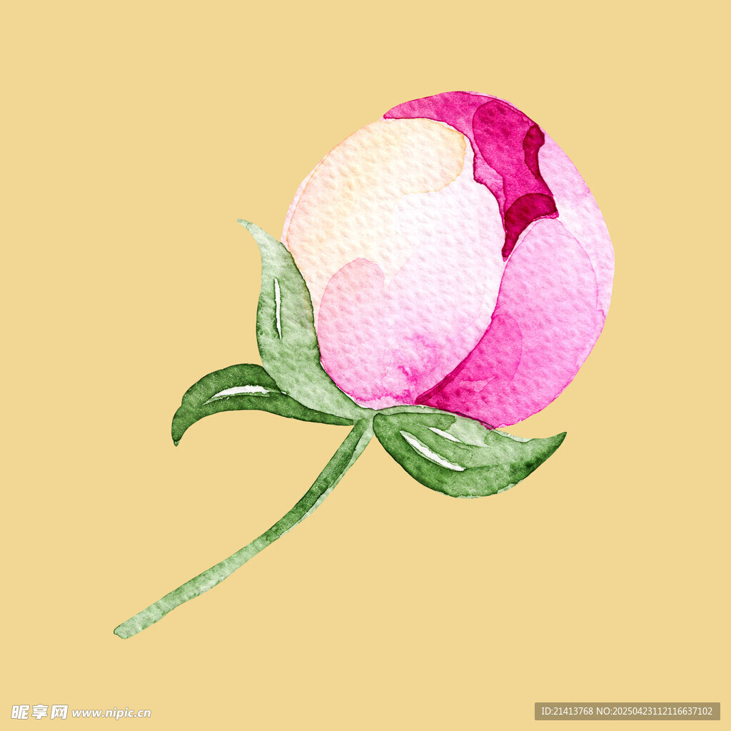 水彩绘粉色娇艳牡丹花