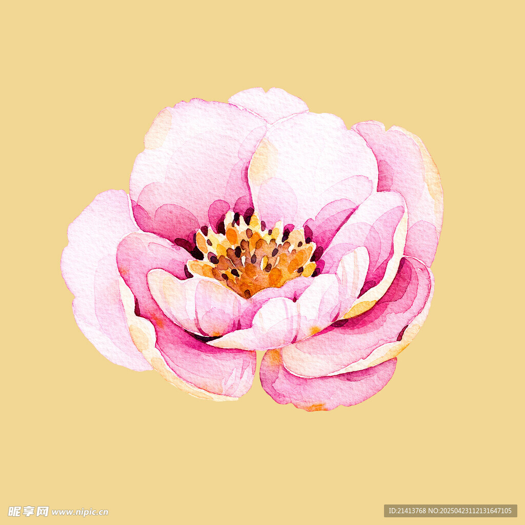 粉色娇艳牡丹花插画
