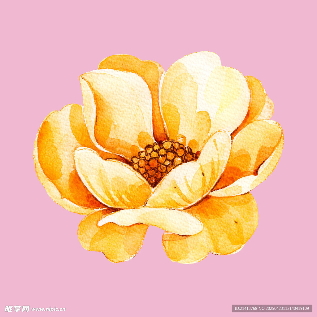 黄色花朵水彩插画