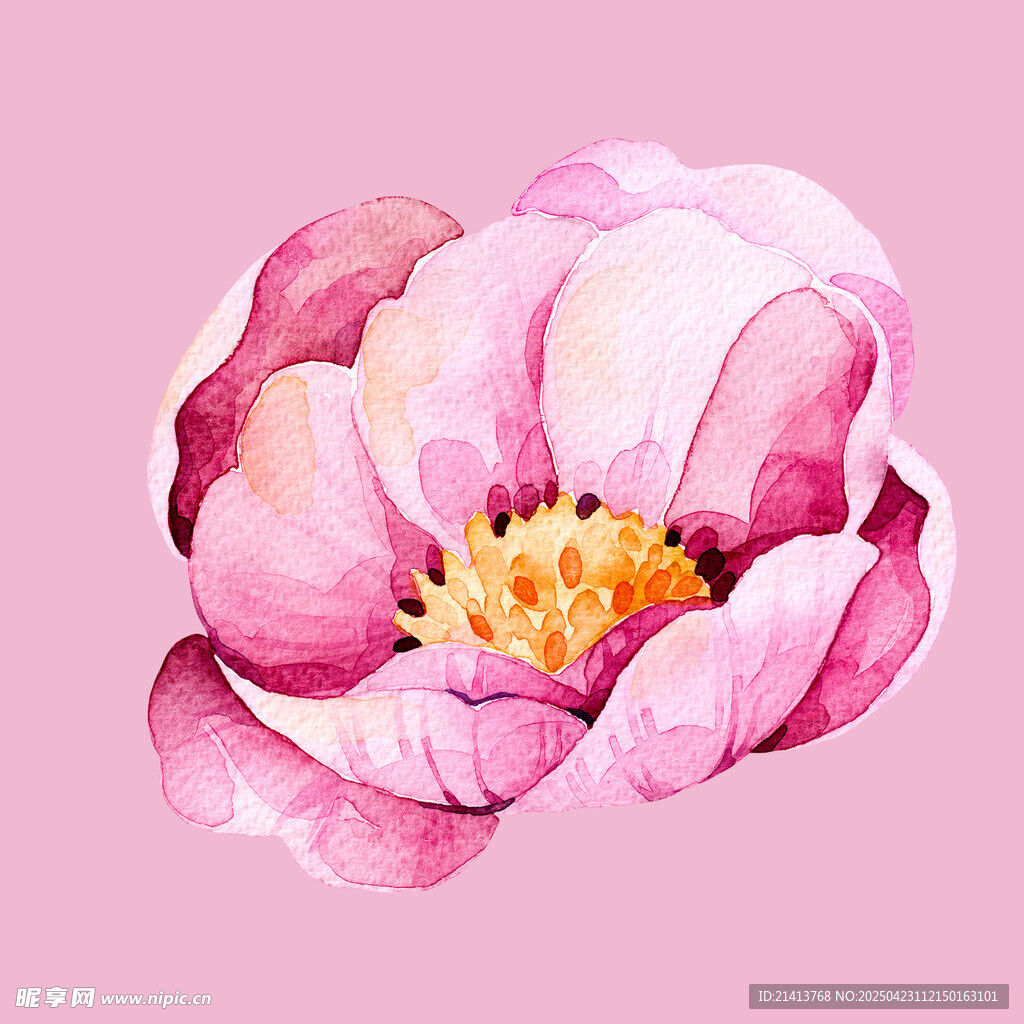 水彩粉色盛开牡丹花