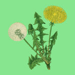 蒲公英插画