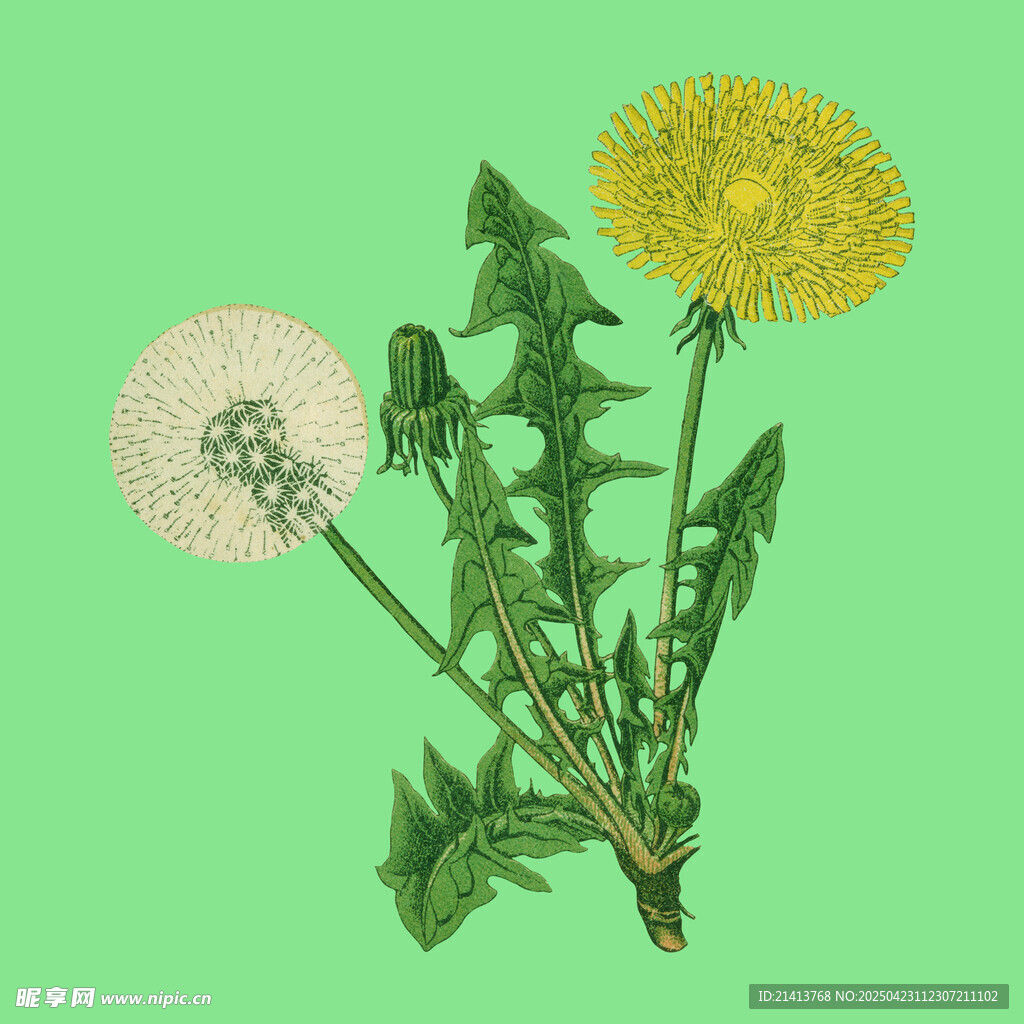 蒲公英插画