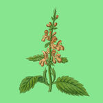红色花朵绿叶植物插画