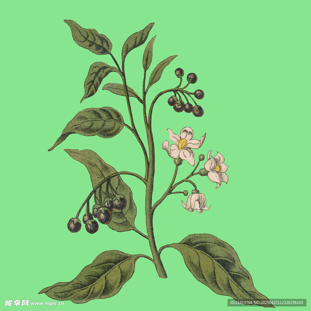 手绘植物花卉插画