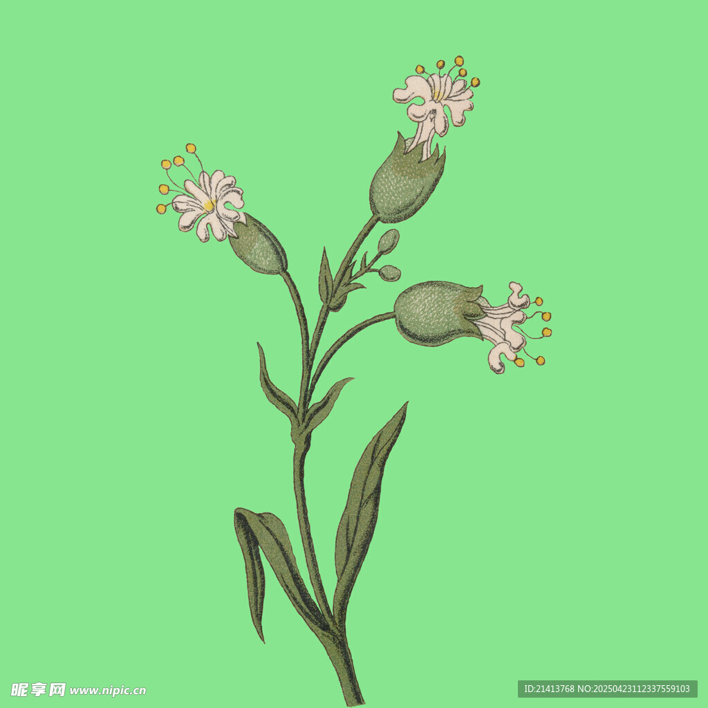 手绘粉色小花植物插画
