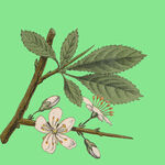 枝头绽放的粉嫩花朵
