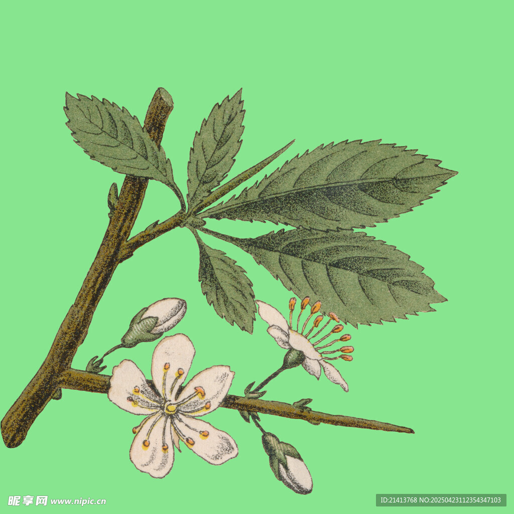 枝头绽放的粉嫩花朵